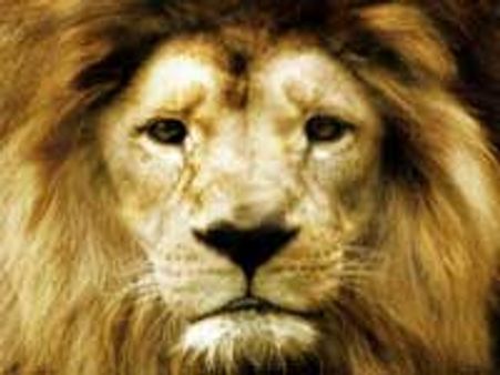 ಬನ್ನೇರುಘಟ್ಟದಲ್ಲಿ ಚಿತೆ ಇನ್ನೂ ಆರಿಲ್ಲ