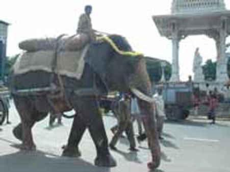 ಚಿನ್ನದ ಅಂಬಾರಿ ಯಾರ ಹೆಗಲೇರಲಿದೆ?