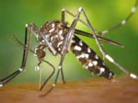 ಮಲೇರಿಯಾ : ತಡವಾಗಿಯಾದರೂ ಎಚ್ಚೆತ್ತ ಸರಕಾರ