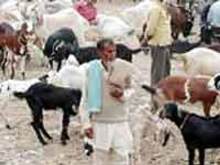 ಬಕ್ರೀದ್ ಬಕ್ರಾಗಳನ್ನು ಆರೆಸ್ಸೆಸ್ ನಿಂದ ರಕ್ಷಿಸಿ