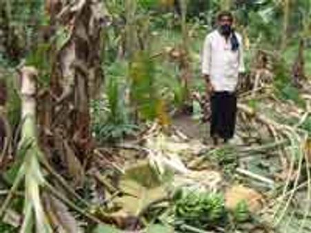 ಕೊಡಗಿನಲ್ಲಿ ಫಸಲು ನಾಶ ಮಾಡುವ ಪುಂಡಾನೆಗಳು