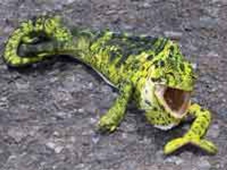 ಛೇ! ಇವರು ಊಸರವಳ್ಳಿಯ ಉಳಿಸಲಾರರು