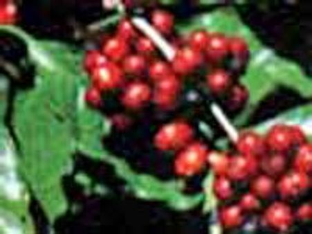 ಬೆಲೆ ಬಂದಾಗ ಬೆಳೆ ಇಲ್ಲ; ಬೆಳೆ ಬಂದಾಗ ಬೆಲೆ ಇಲ್ಲ