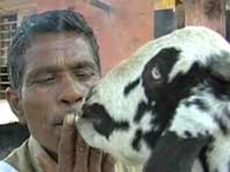 ರಾಮನಗರದ ಈ ಮೇಕೆ ತಿನ್ನದ ವಸ್ತುವೇ ಇಲ್ಲ!