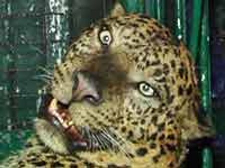 ರಾಮನಗರದಲ್ಲಿ ಒಂದು ಚಿರತೆ ಹಿಡಿದ ಕಥೆ...