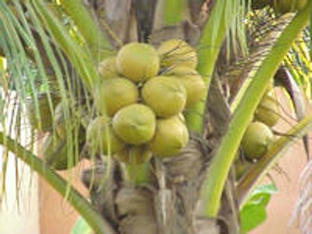 ಬೀರು ತರುವವರ ಮನೆಗೆ ನೀರಾ ತರುವಾ!