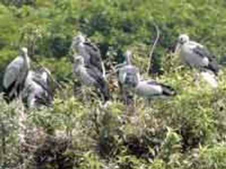 ರಂಗನತಿಟ್ಟು ಪಕ್ಷಿಧಾಮಕ್ಕೆ ಪ್ರವಾಸಿಗರ ದೌಡು