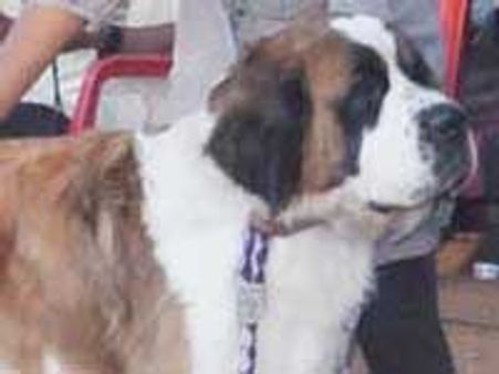 ಸಾಗರದ ಸಾಕುನಾಯಿ ಸ್ಪರ್ಧೆ ವಿಜೇತರು