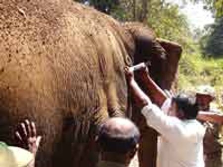 ಸಕ್ರೆಬೈಲು ಹೆಣ್ಣಾನೆಯ ಮೇಲೆ ಕಾಡಾನೆಗಳ ದಾಳಿ