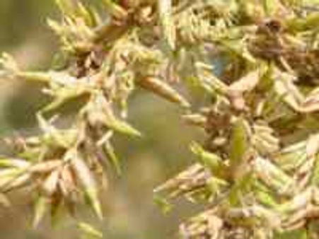 ಕಾರ್ಕಳದಲ್ಲಿ ಬಿದಿರು ಮರ ಹೂ ಬಿಟ್ಟಿದೆ!