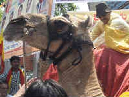 ಸಮ್ಮೇಳನ ವಿರೋಧಿಸಿ ಒಂಟೆ ಏರಿದ ವಾಟಾಳ್ ಅಳಲು