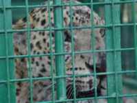 ಮೆಟ್ರಿ ಬಳಿ ಬೋನಿಗೆ ಬಿದ್ದ ನರಭಕ್ಷಕ ಚಿರತೆ