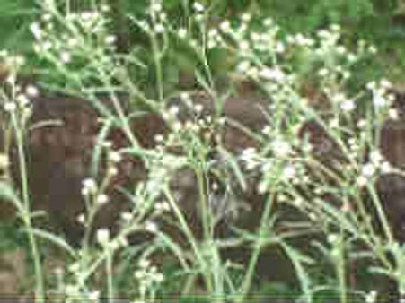 ಮಣಿದ ಸರಕಾರ: ಅಣ್ಣಾ ಉಪವಾಸ ಶನಿವಾರಕ್ಕೆ ಅಂತ್ಯ