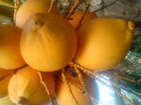 ಎಳನೀರು ಮಾರಲು ಹೊರಟ ಕೆಎಂಎಫ್