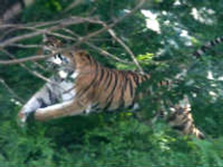 ಶಿಕಾರಿಪುರದಲ್ಲಿ ನರಹಂತಕ ಹುಲಿಗೆ ಒಬ್ಬ ಬಲಿ