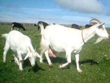 ಆರೋಗ್ಯಕಾರಿ ಆಡಿನ ಹಾಲು ಮಾರುಕಟ್ಟೆಗೆ ಬಿಡುಗಡೆ