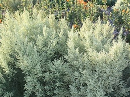 ಗಿಡಮೂಲಿಕೆ ಬೆಳೆಯಲಿದ್ದಾರೆ ಕರ್ನಾಟಕದ ಕೈದಿಗಳು