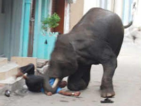 ಮೈಸೂರು ರೌಡಿ ಆನೆಗಳ ಪುಂಡಾಟಿಕೆ, ಪ್ರತ್ಯಕ್ಷ ವರದಿ