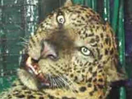 ಮೈಸೂರಿನಲ್ಲಿ ಆನೆ ನಂತರ ಚಿರತೆ ಪ್ರತ್ಯಕ್ಷ