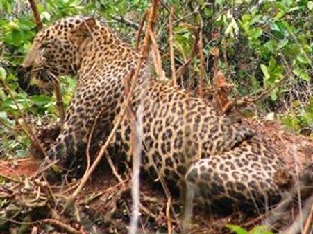 ಮೈಸೂರು ಆನೆ ಮರೆವ ಮುನ್ನ ವಿಟ್ಲದಲ್ಲಿ ಚಿರತೆ ಪತ್ತೆ