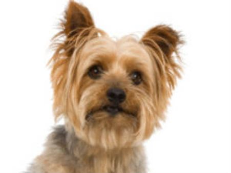 ಮೈಸೂರಿನಲ್ಲಿ ನಾಯಿಗಳಿಗೊಂದು ಬ್ಯೂಟಿ ಪಾರ್ಲರ್