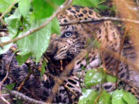 ಹಾಸನದಲ್ಲಿ ಉರುಳಿಗೆ ಸಿಕ್ಕಿಬಿದ್ದ ಚಿರತೆ ಮರಳಿ ಕಾಡಿಗೆ