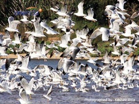 ನೇತ್ರಾವತಿ ನದಿ ತಿರುವಿಗೆ ನಮ್ಮ ವಿರೋಧ ಯಾಕೆಂದರೆ...