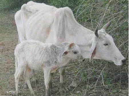 ಗೋವಿನ ಹಾಡು : ಪುಣ್ಯಕೋಟಿಯ ಕಥೆಯಿದು
