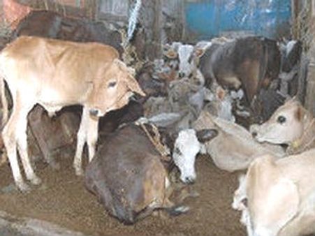 ಕಾರ್ಕಳ ಕಸಾಯಿಖಾನೆಗೆ ಗೋ ಸಾಗಾಟ ಪತ್ತೆ