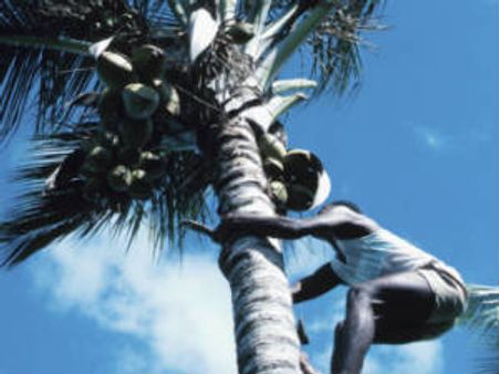 ತೆಂಗಿನ ಮರ ಹತ್ತುವವರಿಗೆ ಡಿಮ್ಯಾಂಡಪ್ಪೋ ಡಿಮ್ಯಾಂಡು