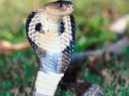 ಗುರುವಾರ ನಾಗರಪಂಚಮಿ, ಬನ್ನಿರಿ, ಹಾಲೆರೆಯೋಣ