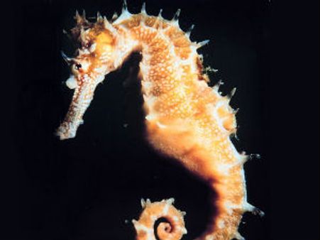 ಗರ್ಭ ಧರಿಸುವ ಗಂಡಿನ ಬಗ್ಗೆ ಕೇಳಿದ್ದೀರಾ?