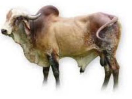 486 ಹಸುಗಳ ಗಬ್ಬ ಮಾಡಿದ ದಾಖಲೆ ವೀರ ಗೋಪಾಲ