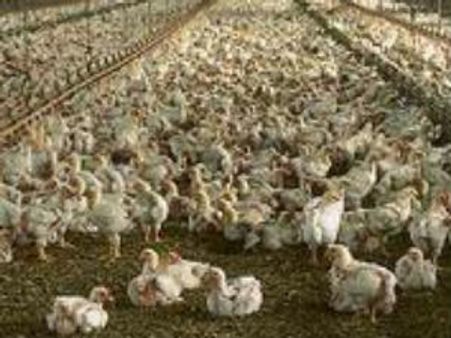 ಒಂದೇ ಕ್ಷಣದಲ್ಲಿ 800 ಕೋಳಿಗಳು ರಕ್ತಕಾರಿ ಸಾವು