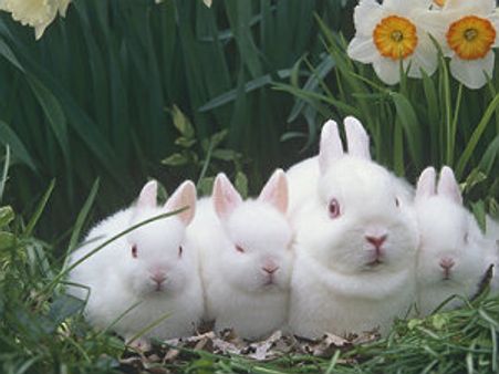 ಚೀನಾ: ನಾಯಿಗೆ ಹೆದರಿ ಸಾವಿರ ಮೊಲಗಳ ದಾರುಣ ಸಾವು