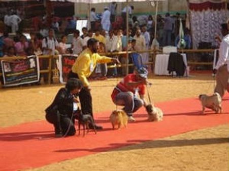 ಮೈಸೂರಿನಲ್ಲಿ ಸಾಕುನಾಯಿಗಳ ಕ್ಯಾಟ್‌ವಾಕ್