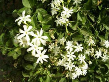 ಗೌರಿಗೆ ಒಂದು ಮೊಳ ಹೂ ಮುಡಿಸೋಕೆ ಕಷ್ಟವೇ?