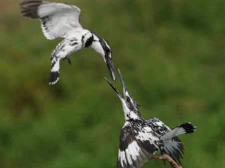 ಮೈಸೂರಿನ ಛಾಯಾಗ್ರಾಹಕರಿಗೆ ರಾಷ್ಟ್ರಮಟ್ಟದ ಪ್ರಶಸ್ತಿ