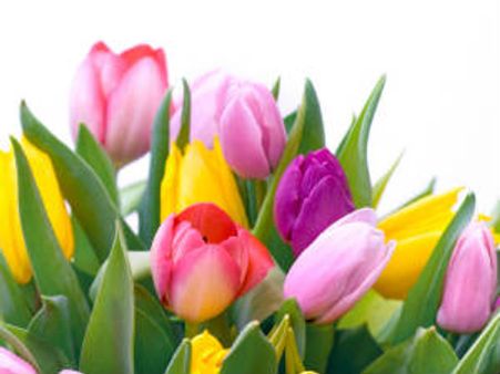 ಕನ್ನಡ ಪತ್ರಿಕೆಗಳು ಒಂದೇ ಬಳ್ಳಿಯ ಹೂವುಗಳು