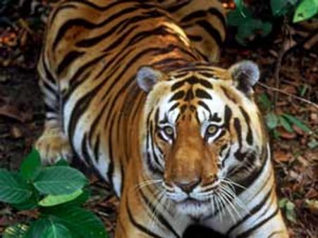 ಕೊಡಗಿನಲ್ಲಿ ಹುಲಿ ಪ್ರತ್ಯಕ್ಷ : ಭಯಭೀತರಾಗಿರುವ ಗ್ರಾಮಸ್ಥರು