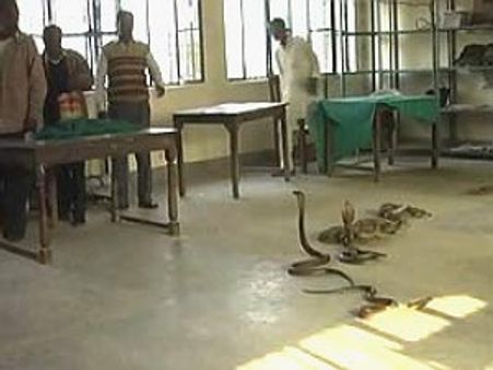 ಲಂಚ ಕೇಳಿದ ಅಧಿಕಾರಿಯ ಕಚೇರಿಗೆ 12 ಹಾವು ಬಿಟ್ಟ ಪುಣ್ಯಾತ್ಮ!