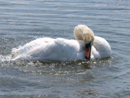 ವೆಬ್ಬಿನ ಸರಸ-ಸೌಭಾಗ್ಯ; ವಿರಸ-ವೈರಾಗ್ಯ