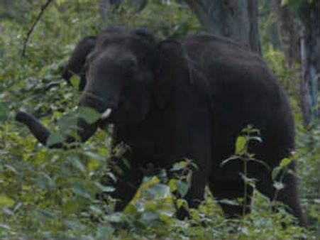 ಆನೇಕಲ್ : ಆನೆಗಳಿಂದ ಐಬಿಎಂ ಉದ್ಯೋಗಿಯ ಹತ್ಯೆ