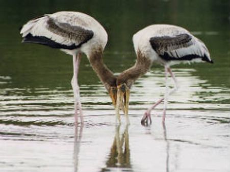 ಹಕ್ಕಿಗಳ ಸ್ವರ್ಗ ರಂಗನತಿಟ್ಟಿನಲ್ಲಿ ಕೃತಕ ನಡುಗಡ್ಡೆ