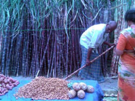 ಮಧ್ಯಪ್ರದೇಶದಲಿ ಸುಕಾರತಿ, ಒಡಿಸ್ಸಾದಲಿ ಮಕರ‍್ಮೇಳ