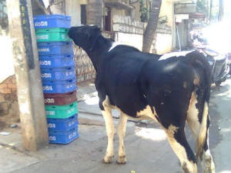 ನಮ್ಮ ನಂದಿನಿಗೆ ಮಾತಾಡಲು ಬಂದಿದ್ದರೆ...