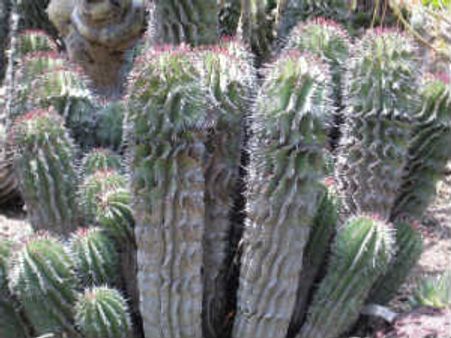 ಕೈಮುಗಿದು ಒಳಗೆ ಬಾ, ಇದು ಮರುಭೂಮಿಯ ಸಸ್ಯಕಾಶಿ