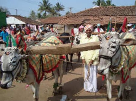 ಯುಗಾದಿಗೆ ಕೊಡಗಿನ ರೈತರ ಚಿನ್ನದ ಉಳುಮೆ