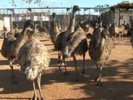ಬರದ ನಡುವೆ ಬದುಕುತ್ತಿರುವ ಆಸ್ಟ್ರೇಲಿಯಾದ ಹಕ್ಕಿಗಳು