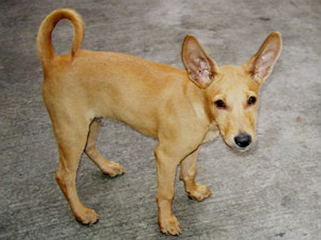 ಬೀದಿನಾಯಿಗೆ ಹಾಲುಣಿಸಿದ ಯುವತಿಯ ಗ್ಯಾಂಗ್ ರೇಪ್